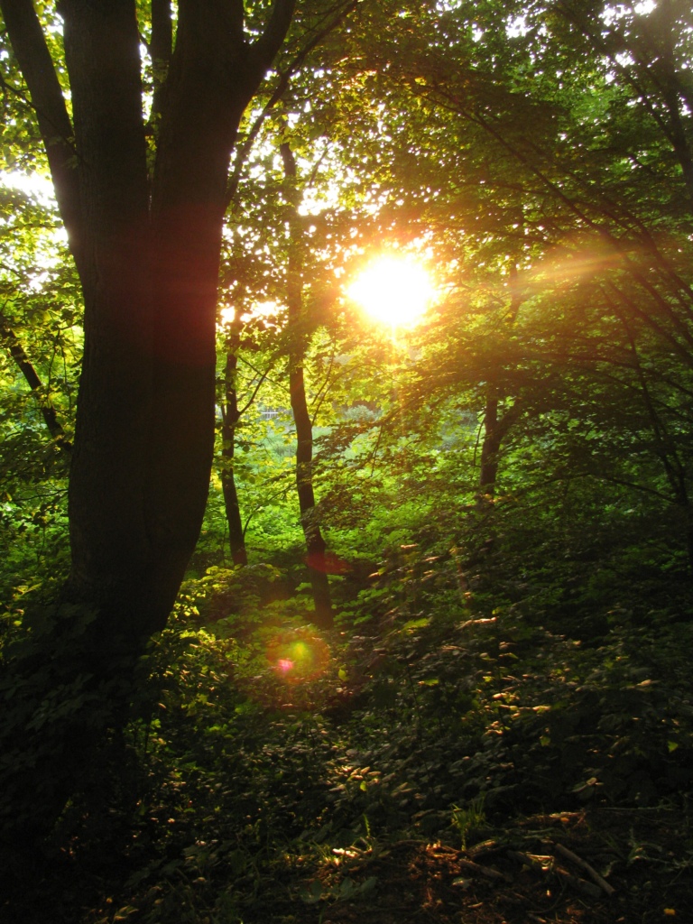 Sun through trees in a forest