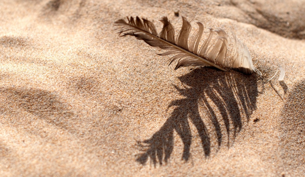 Feather in the sand
