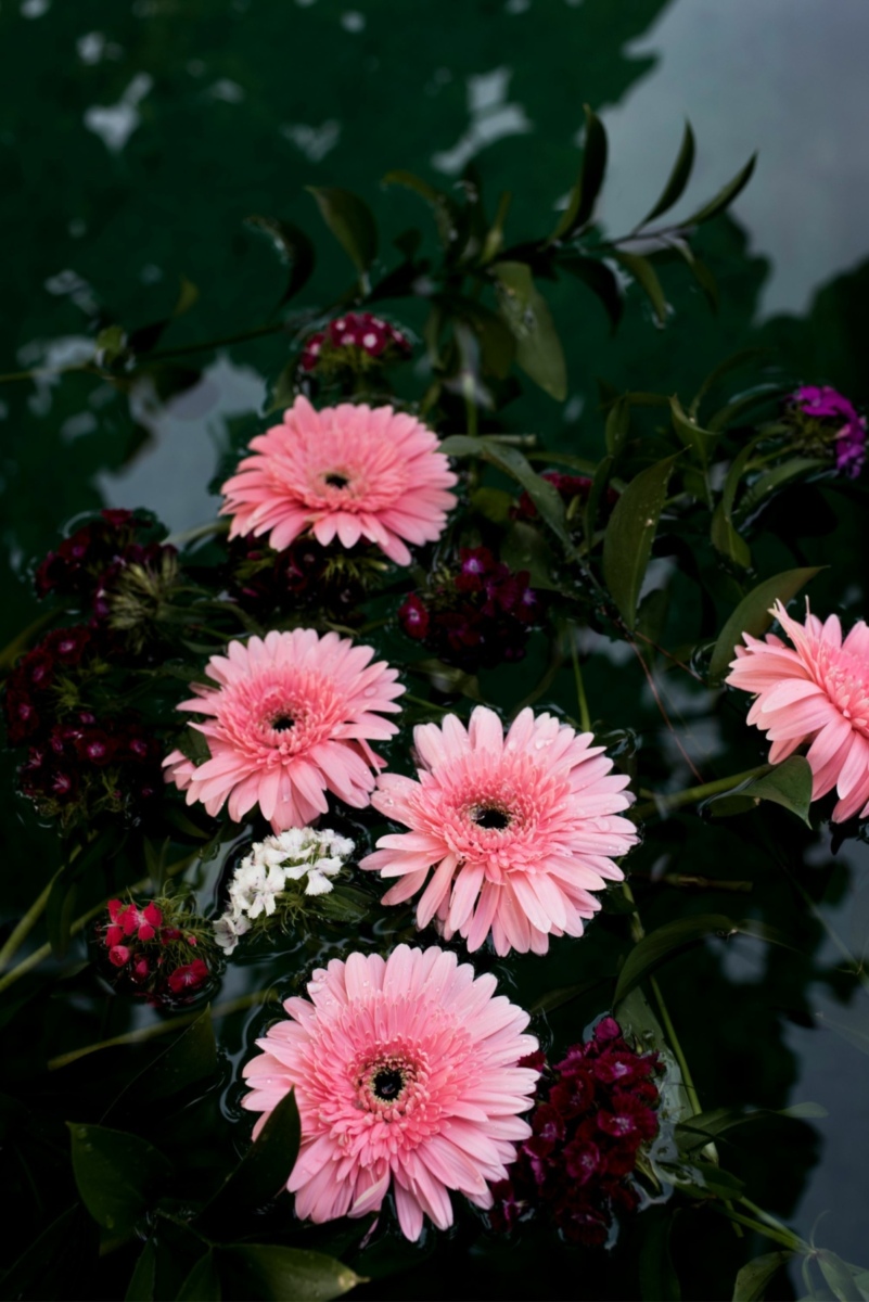 Flowers floating on water