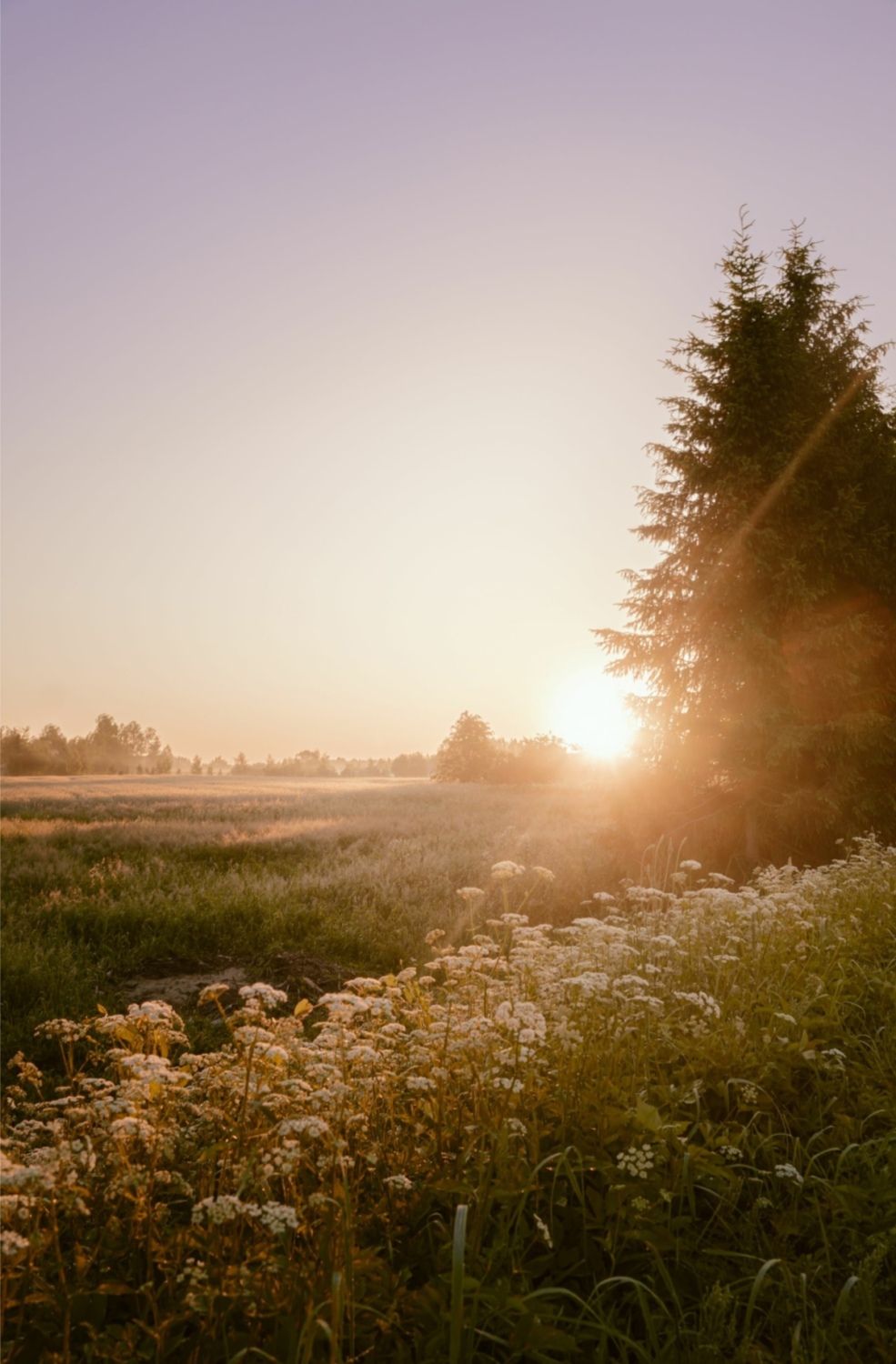 Sunrise background, cottagecore aesthetic