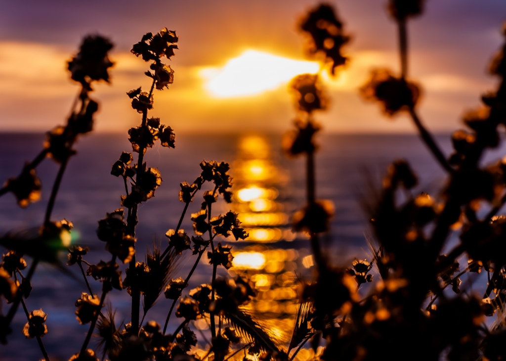 Sunset through the wildflowers at the beach