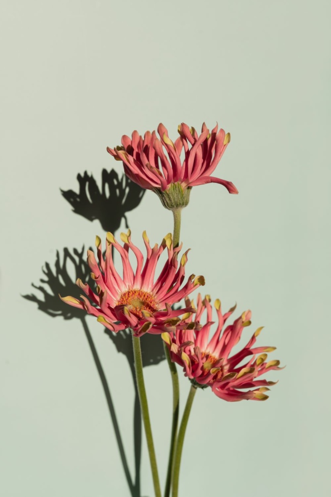 Beautiful Gerbera Flowers
