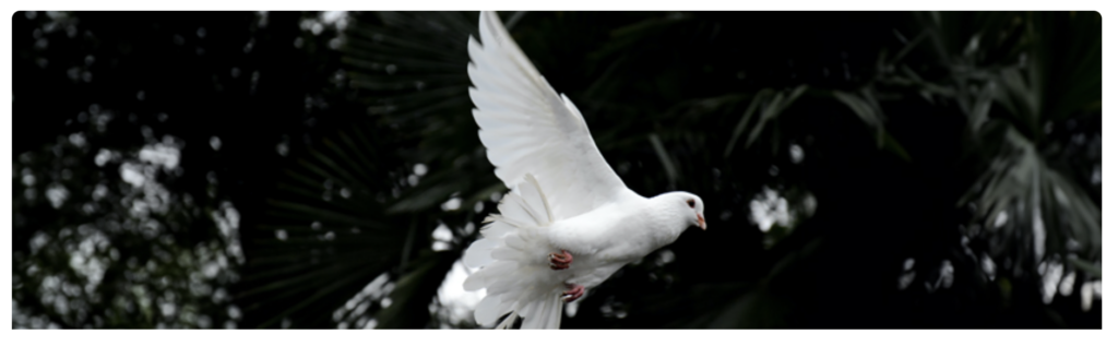 A white dove mid flight, the cover image for Death Certification podcast