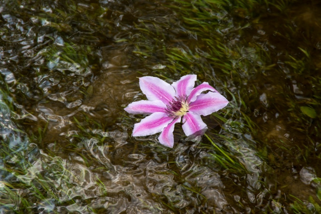 Manner of Death Flower floating