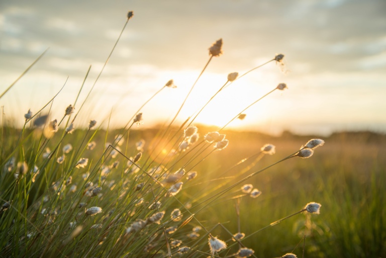 Plume Grass in the Field