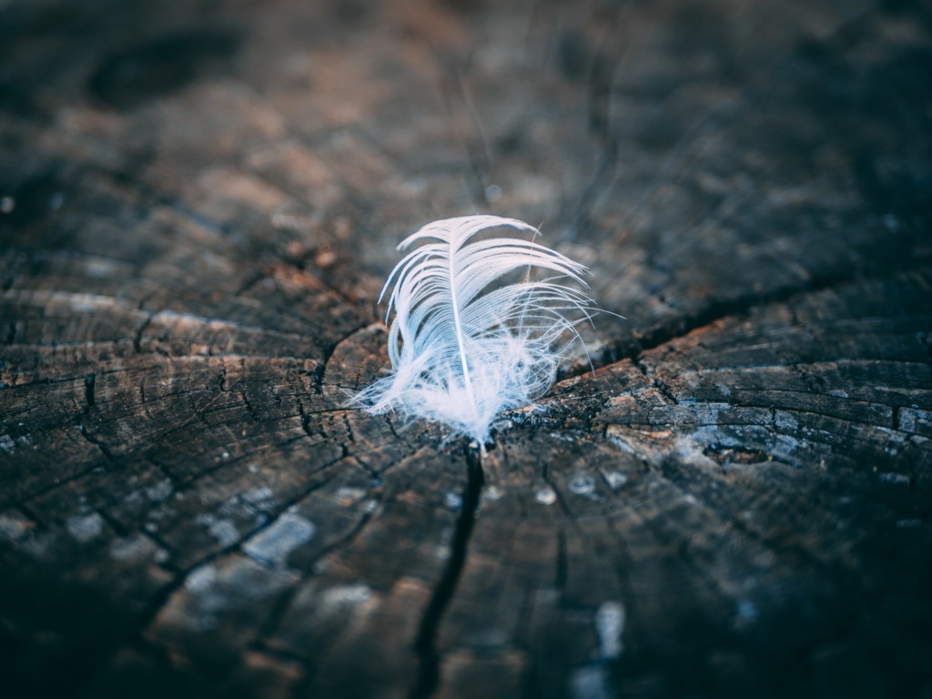 Feather in a Tree stump