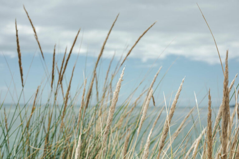 Grass on a beach