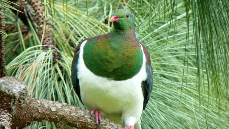 Kererū