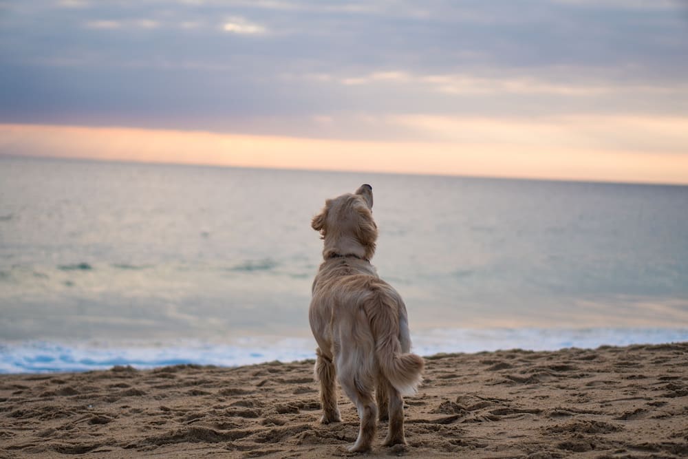 Dog on a beach looking out to the ocean
