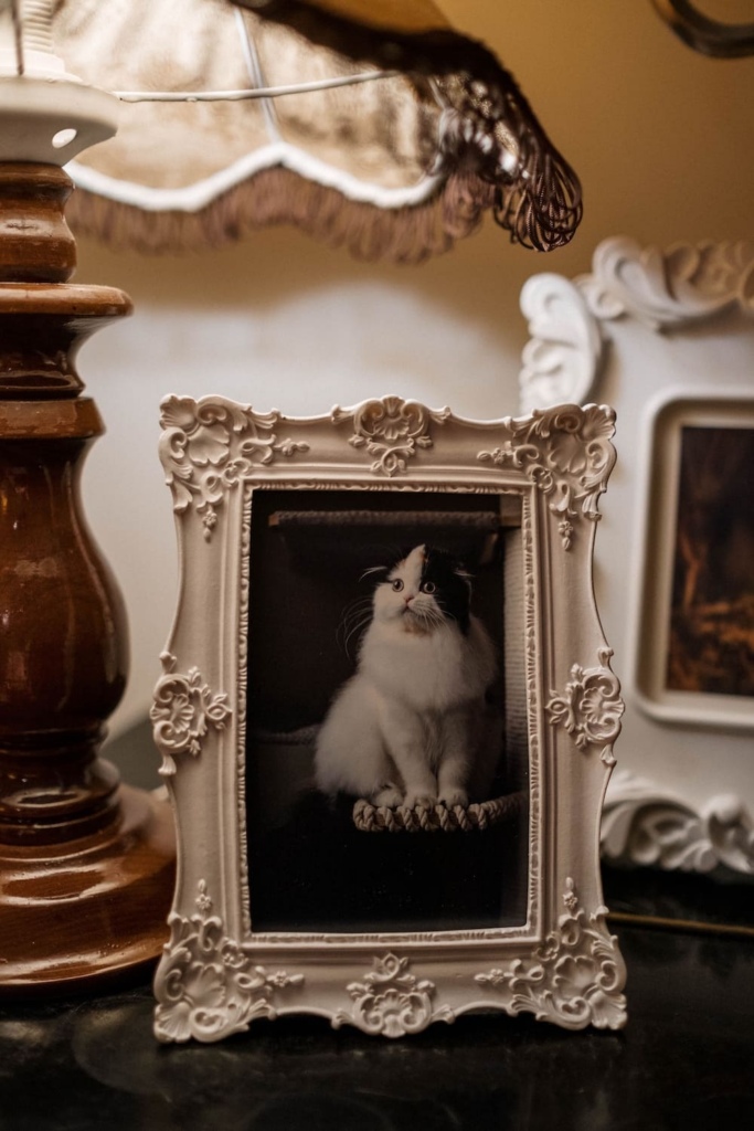 Cat in photo frame