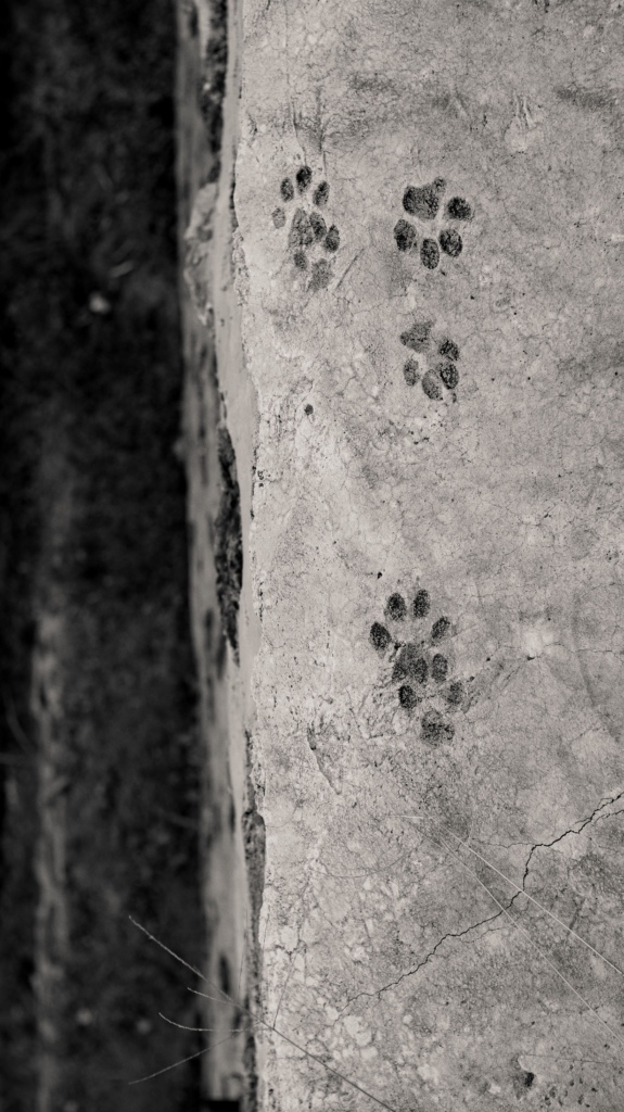 Paw prints in concrete