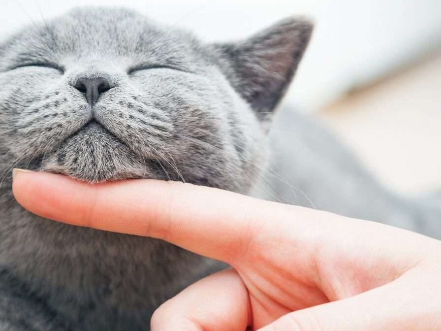 Pet Cat Cremation