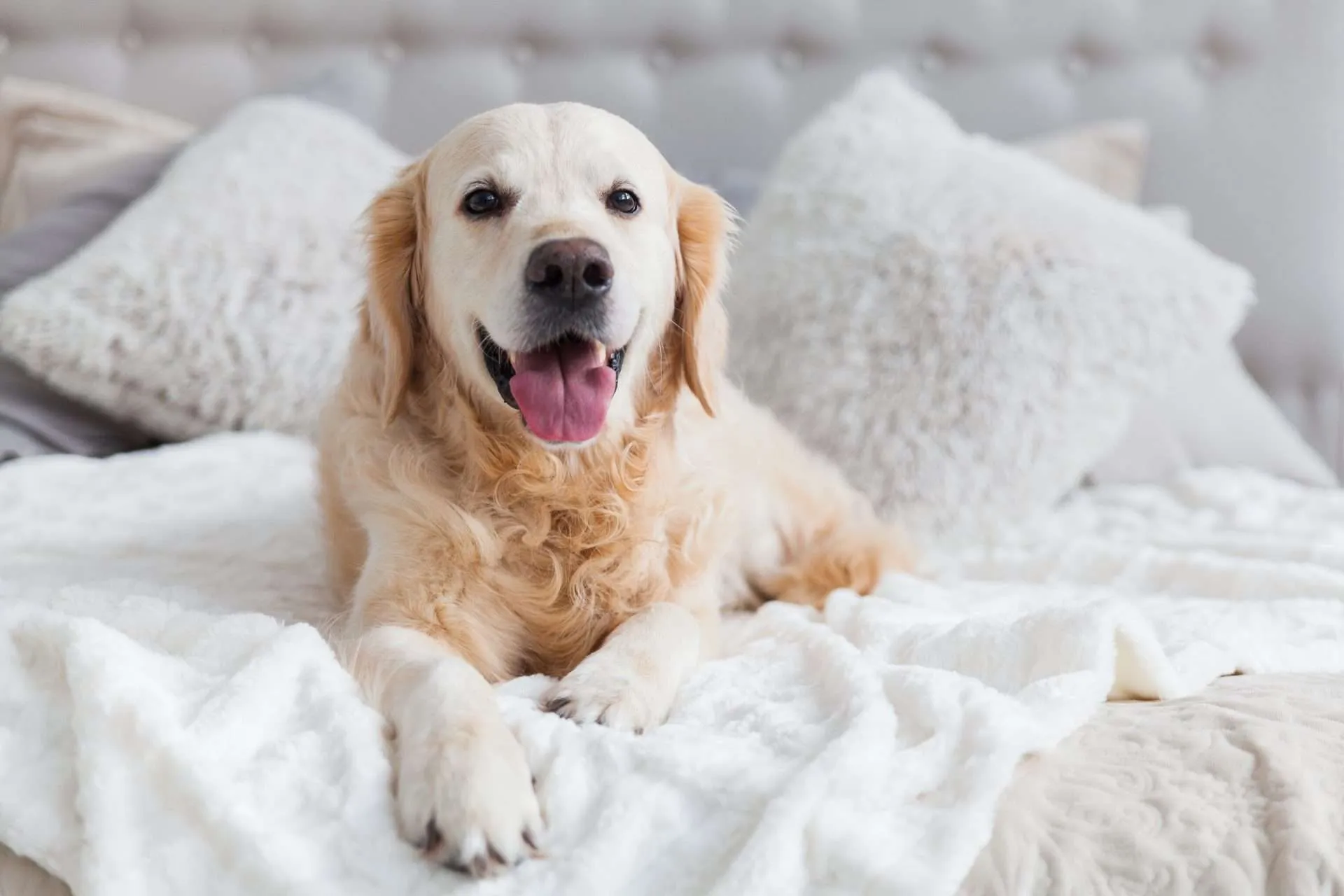 Cherished Pets Cremation