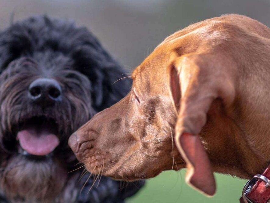 Pet Dog Cremation